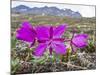 Dwarf Fireweed (River Beauty Willowherb) (Chamerion Latifolium)-Michael Nolan-Mounted Premium Photographic Print