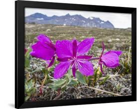 Dwarf Fireweed (River Beauty Willowherb) (Chamerion Latifolium)-Michael Nolan-Framed Premium Photographic Print