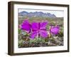 Dwarf Fireweed (River Beauty Willowherb) (Chamerion Latifolium)-Michael Nolan-Framed Photographic Print