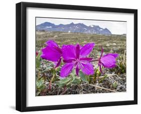 Dwarf Fireweed (River Beauty Willowherb) (Chamerion Latifolium)-Michael Nolan-Framed Photographic Print