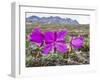 Dwarf Fireweed (River Beauty Willowherb) (Chamerion Latifolium)-Michael Nolan-Framed Photographic Print