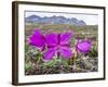 Dwarf Fireweed (River Beauty Willowherb) (Chamerion Latifolium)-Michael Nolan-Framed Photographic Print