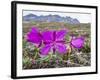 Dwarf Fireweed (River Beauty Willowherb) (Chamerion Latifolium)-Michael Nolan-Framed Photographic Print