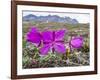 Dwarf Fireweed (River Beauty Willowherb) (Chamerion Latifolium)-Michael Nolan-Framed Photographic Print