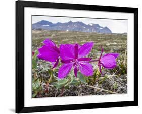 Dwarf Fireweed (River Beauty Willowherb) (Chamerion Latifolium)-Michael Nolan-Framed Photographic Print