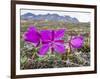 Dwarf Fireweed (River Beauty Willowherb) (Chamerion Latifolium)-Michael Nolan-Framed Photographic Print