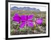 Dwarf Fireweed (River Beauty Willowherb) (Chamerion Latifolium)-Michael Nolan-Framed Photographic Print