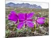 Dwarf Fireweed (River Beauty Willowherb) (Chamerion Latifolium)-Michael Nolan-Mounted Photographic Print