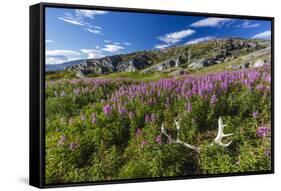 Dwarf Fireweed (River Beauty Willowherb) (Chamerion Latifolium)-Michael Nolan-Framed Stretched Canvas