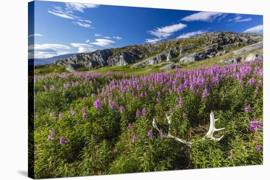 Dwarf Fireweed (River Beauty Willowherb) (Chamerion Latifolium)-Michael Nolan-Stretched Canvas