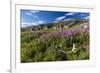 Dwarf Fireweed (River Beauty Willowherb) (Chamerion Latifolium)-Michael Nolan-Framed Photographic Print