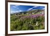 Dwarf Fireweed (River Beauty Willowherb) (Chamerion Latifolium)-Michael Nolan-Framed Photographic Print