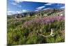 Dwarf Fireweed (River Beauty Willowherb) (Chamerion Latifolium)-Michael Nolan-Mounted Photographic Print