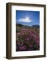 Dwarf Fireweed (River Beauty Willowherb) (Chamerion Latifolium)-Michael Nolan-Framed Photographic Print