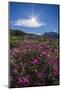 Dwarf Fireweed (River Beauty Willowherb) (Chamerion Latifolium)-Michael Nolan-Mounted Photographic Print