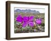 Dwarf Fireweed (River Beauty Willowherb) (Chamerion Latifolium)-Michael Nolan-Framed Photographic Print