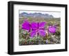 Dwarf Fireweed (River Beauty Willowherb) (Chamerion Latifolium)-Michael Nolan-Framed Photographic Print