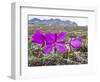 Dwarf Fireweed (River Beauty Willowherb) (Chamerion Latifolium)-Michael Nolan-Framed Photographic Print