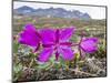 Dwarf Fireweed (River Beauty Willowherb) (Chamerion Latifolium)-Michael Nolan-Mounted Photographic Print