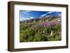 Dwarf Fireweed (River Beauty Willowherb) (Chamerion Latifolium)-Michael Nolan-Framed Photographic Print