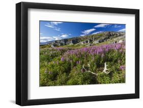 Dwarf Fireweed (River Beauty Willowherb) (Chamerion Latifolium)-Michael Nolan-Framed Photographic Print