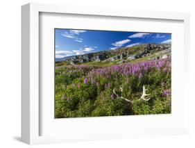 Dwarf Fireweed (River Beauty Willowherb) (Chamerion Latifolium)-Michael Nolan-Framed Photographic Print