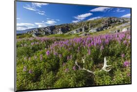 Dwarf Fireweed (River Beauty Willowherb) (Chamerion Latifolium)-Michael Nolan-Mounted Photographic Print