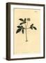 Dwarf Ginseng, Panax Trifolius-Sydenham Teast Edwards-Framed Giclee Print