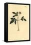 Dwarf Ginseng, Panax Trifolius-Sydenham Teast Edwards-Framed Stretched Canvas