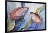 Dwarf Gourami (Colisa Lalia or Trichogaster Lalius), Osphronemidae-null-Framed Giclee Print