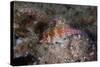 Dwarf Hawkfish, Fiji-Stocktrek Images-Stretched Canvas