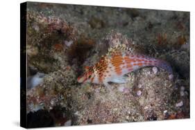 Dwarf Hawkfish, Fiji-Stocktrek Images-Stretched Canvas