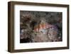 Dwarf Hawkfish, Fiji-Stocktrek Images-Framed Photographic Print