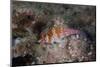 Dwarf Hawkfish, Fiji-Stocktrek Images-Mounted Photographic Print