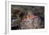 Dwarf Hawkfish, Fiji-Stocktrek Images-Framed Photographic Print