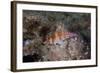 Dwarf Hawkfish, Fiji-Stocktrek Images-Framed Photographic Print