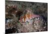 Dwarf Hawkfish, Fiji-Stocktrek Images-Mounted Photographic Print