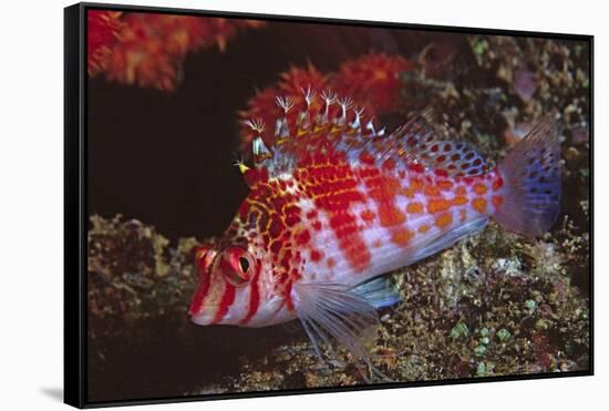 Dwarf Hawkfish-Hal Beral-Framed Stretched Canvas