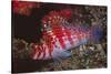 Dwarf Hawkfish-Hal Beral-Stretched Canvas