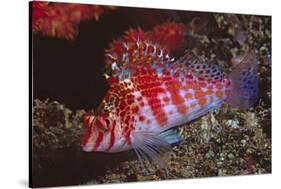 Dwarf Hawkfish-Hal Beral-Stretched Canvas