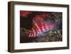 Dwarf Hawkfish-Hal Beral-Framed Premium Photographic Print