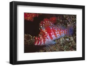 Dwarf Hawkfish-Hal Beral-Framed Premium Photographic Print