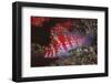 Dwarf Hawkfish-Hal Beral-Framed Premium Photographic Print