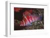 Dwarf Hawkfish-Hal Beral-Framed Premium Photographic Print