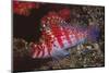 Dwarf Hawkfish-Hal Beral-Mounted Premium Photographic Print