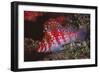 Dwarf Hawkfish-Hal Beral-Framed Photographic Print