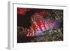 Dwarf Hawkfish-Hal Beral-Framed Photographic Print