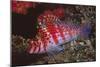 Dwarf Hawkfish-Hal Beral-Mounted Photographic Print