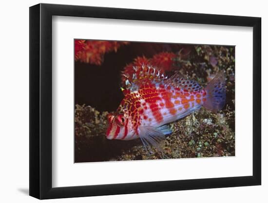 Dwarf Hawkfish-Hal Beral-Framed Photographic Print