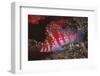 Dwarf Hawkfish-Hal Beral-Framed Photographic Print